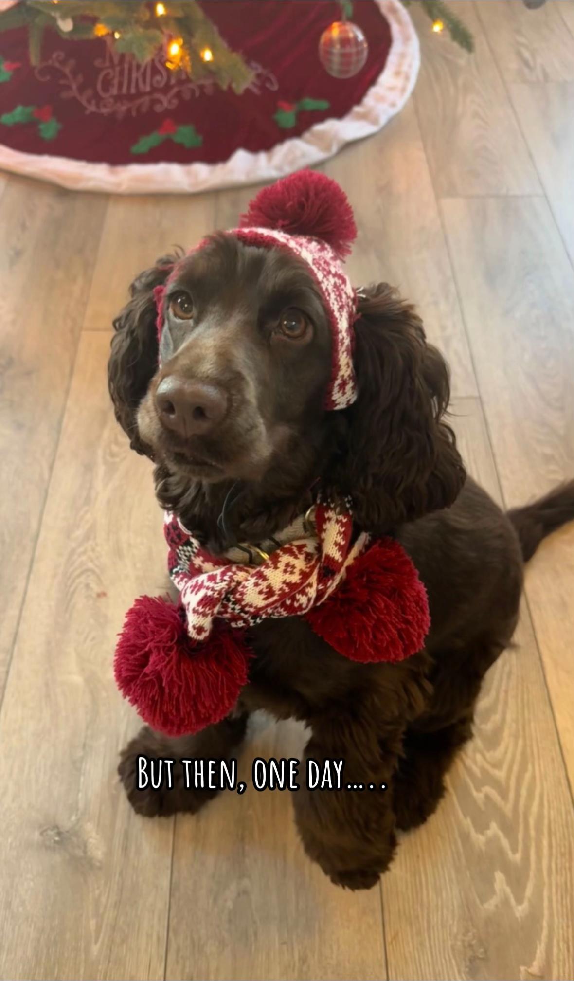 @Honey_The_Show_Cocker 🤎🐾🤎