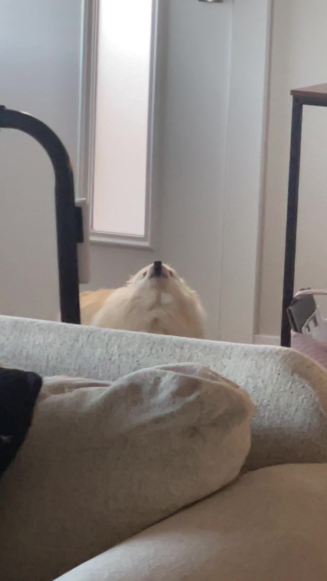 @beingmilothepom