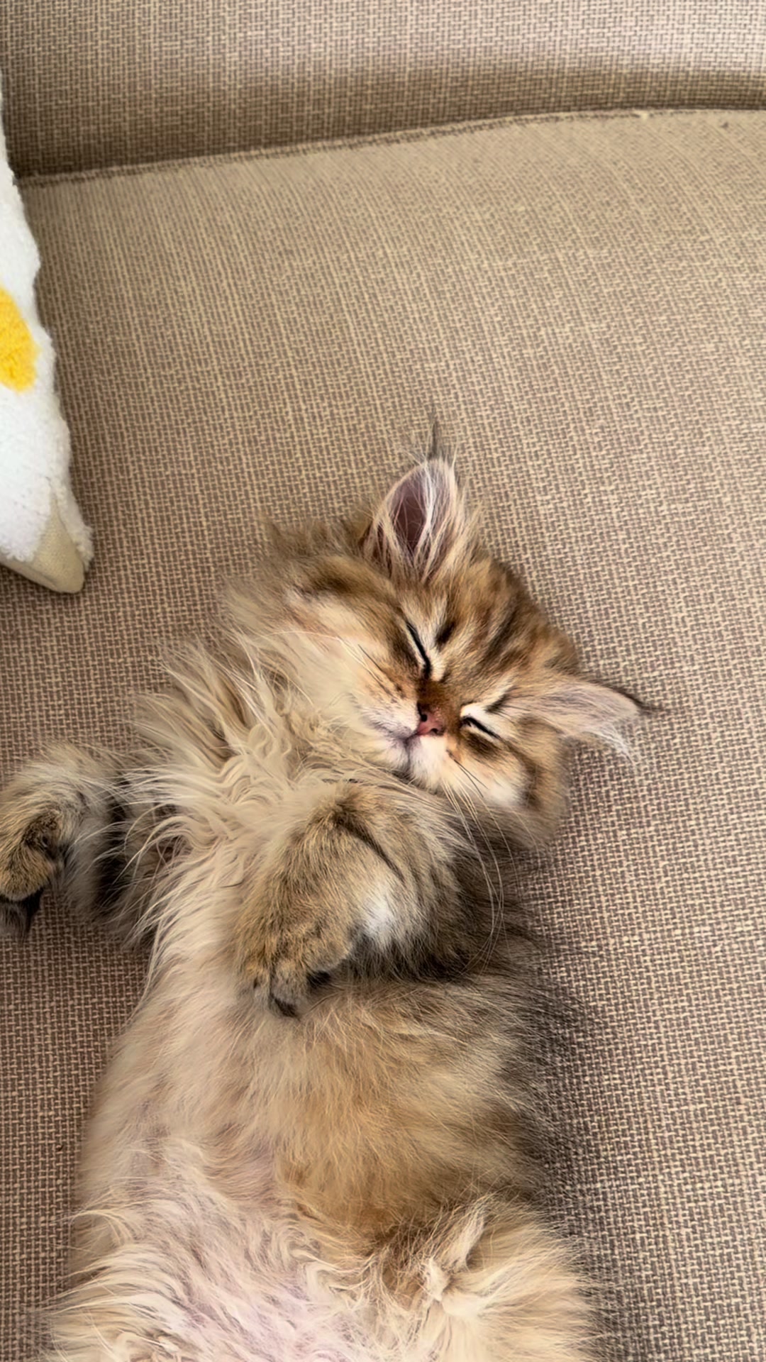 @Tommy the cat