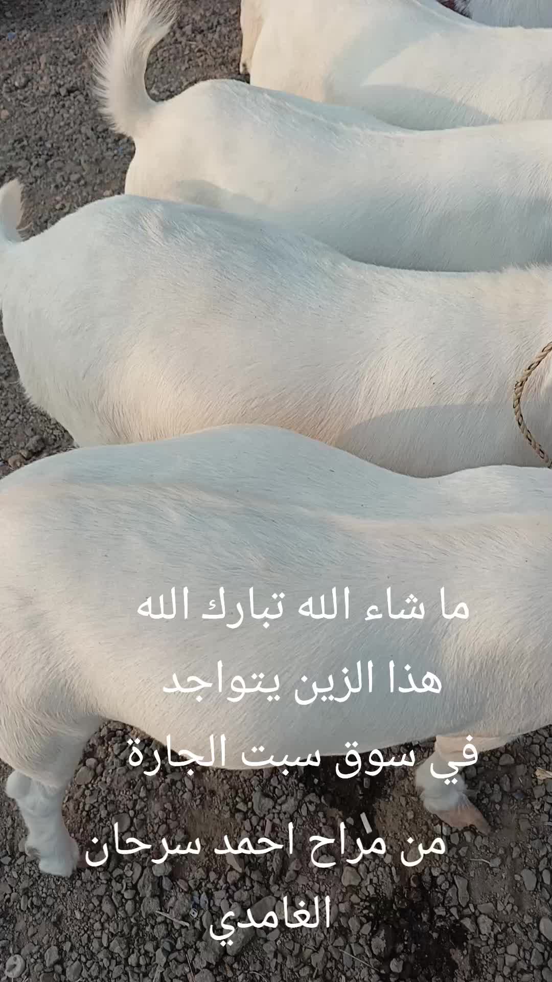 @شامي