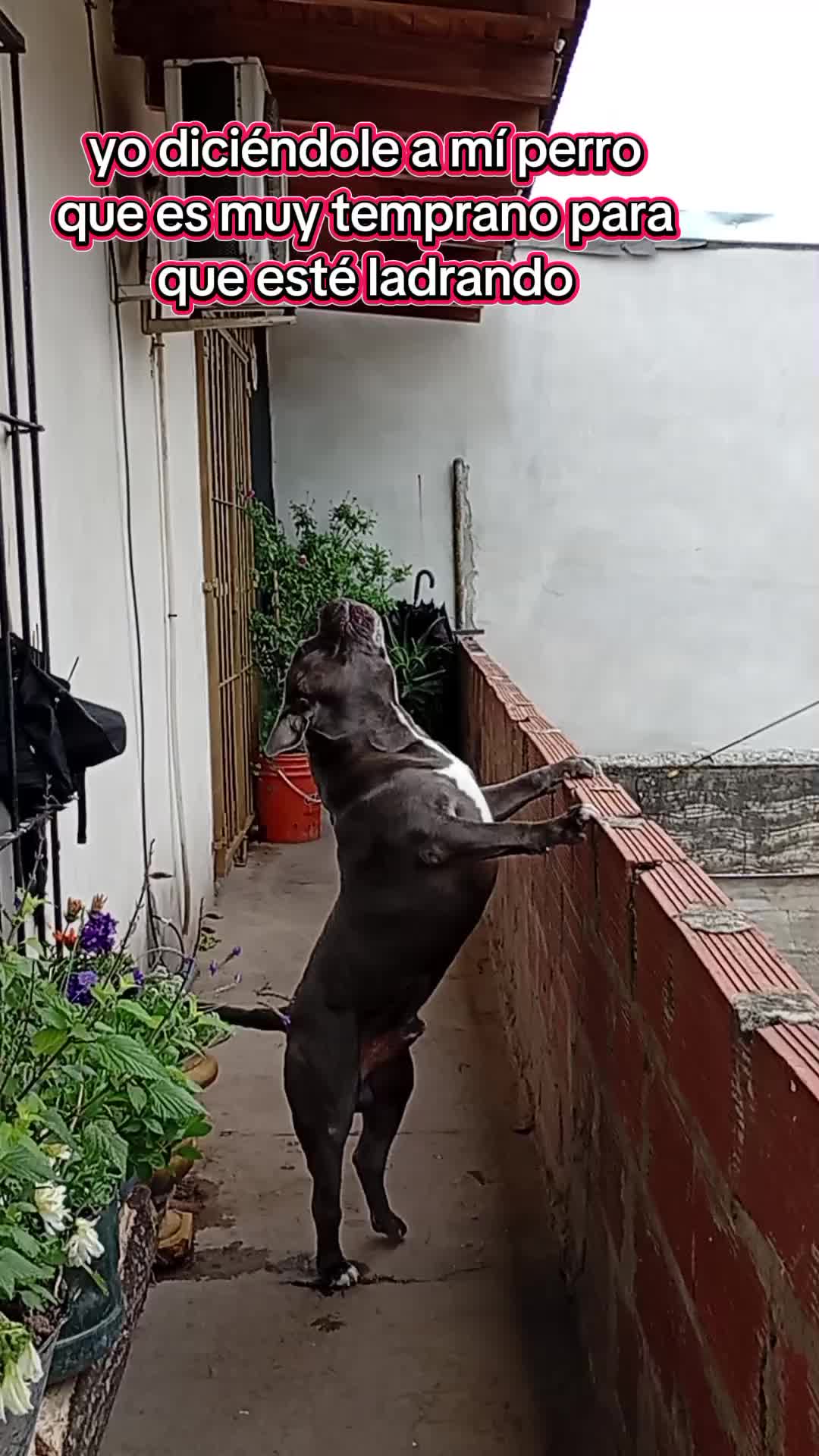 @Maira Pinto