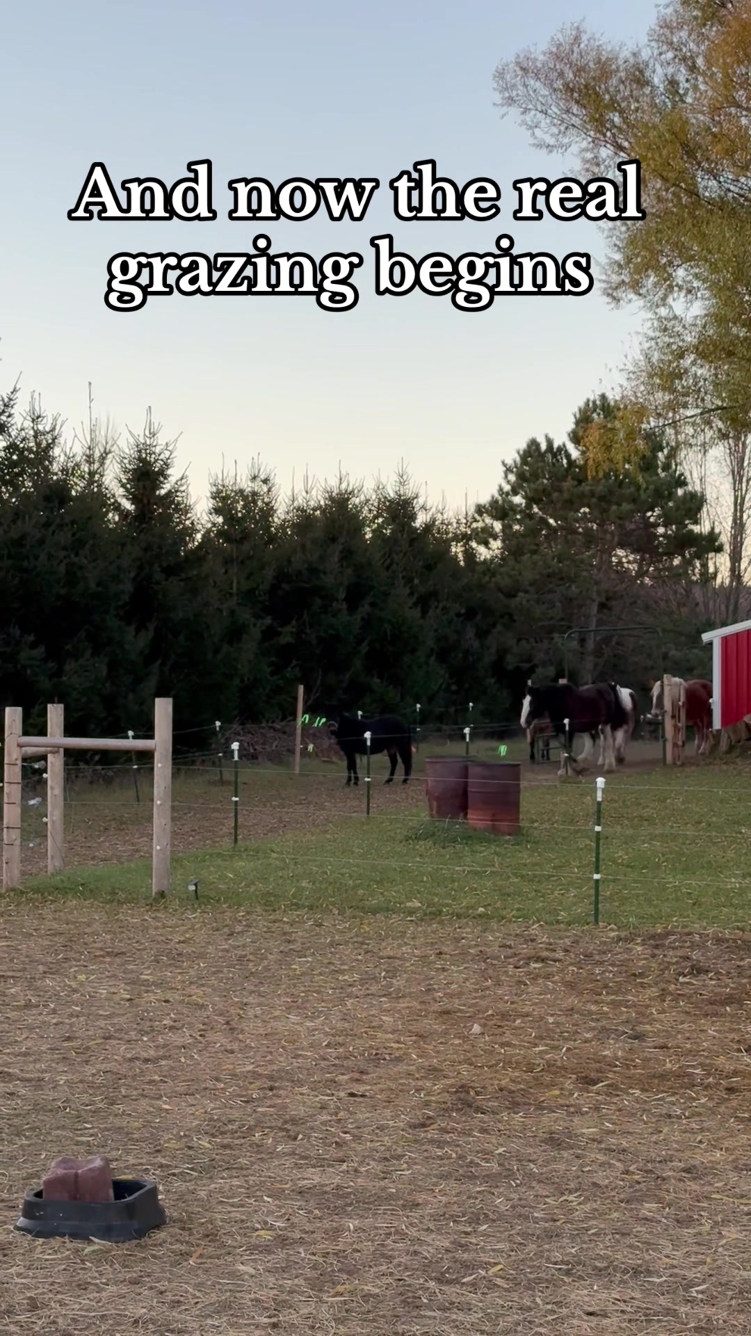 @Safe Place Pastures, Inc.