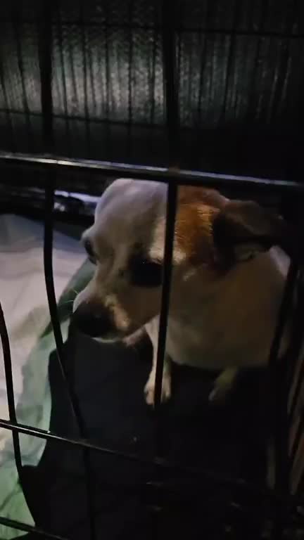 @Barking Mad Animal Refuge