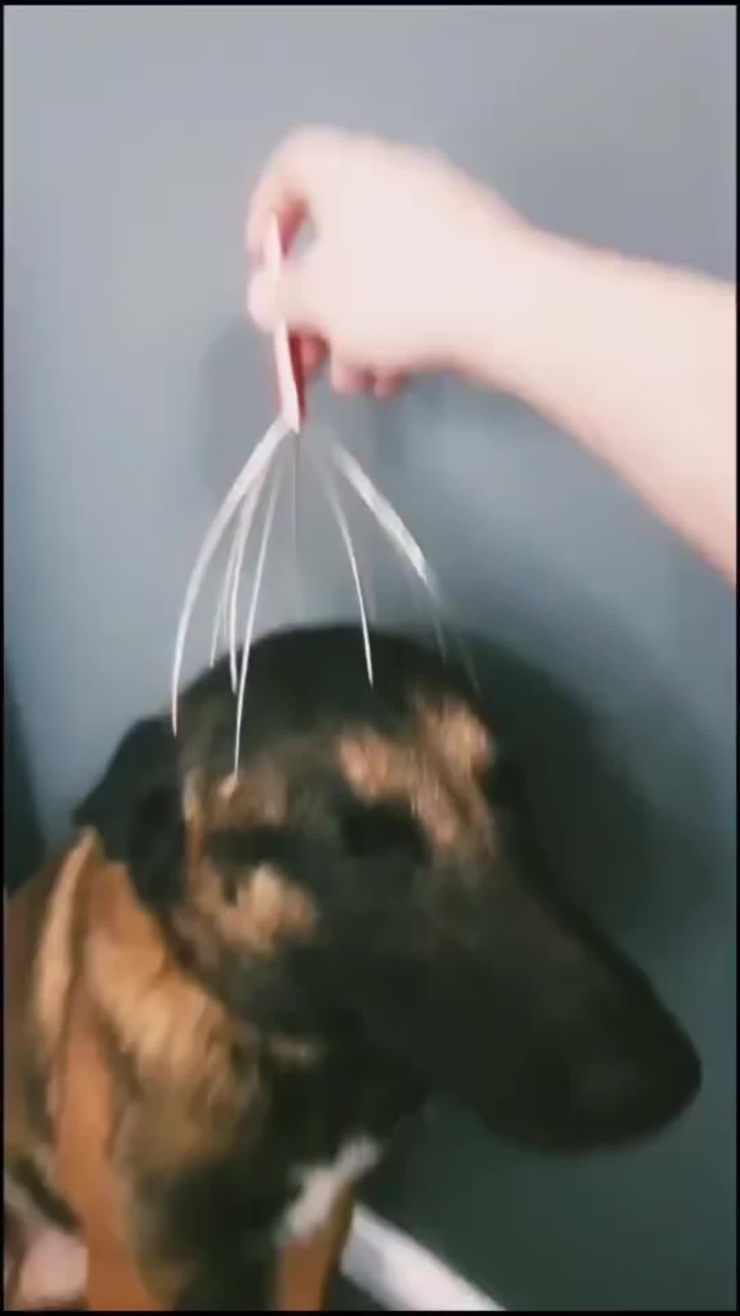 @FunnyAnimals