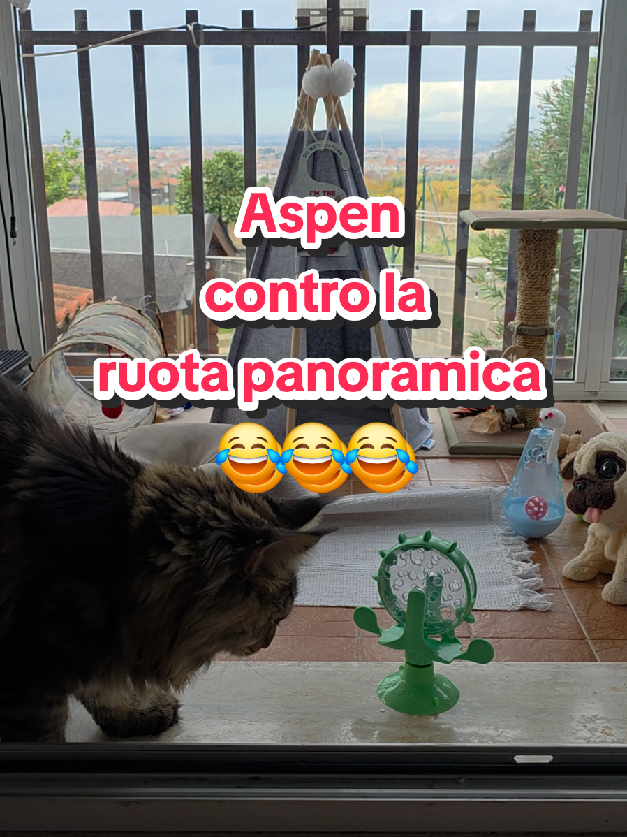 @🐾Aspen🐾