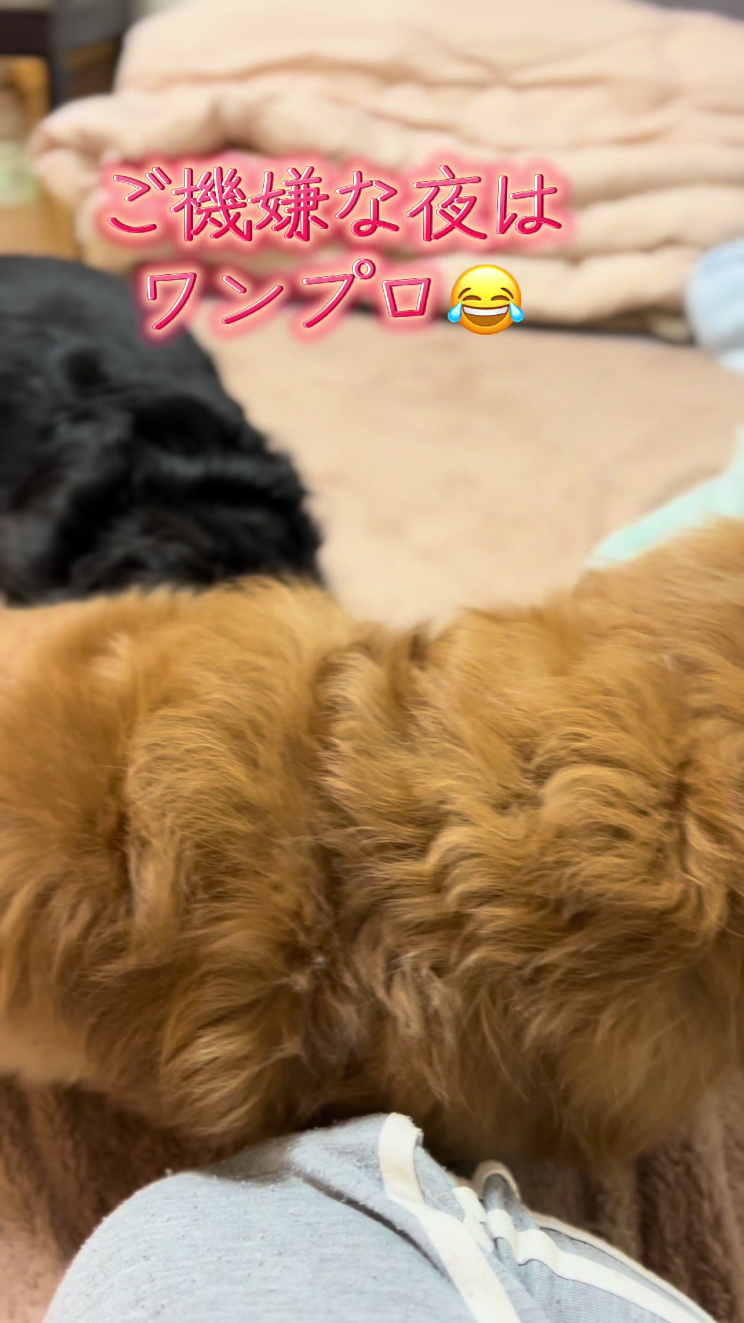 @ますごん７３８３