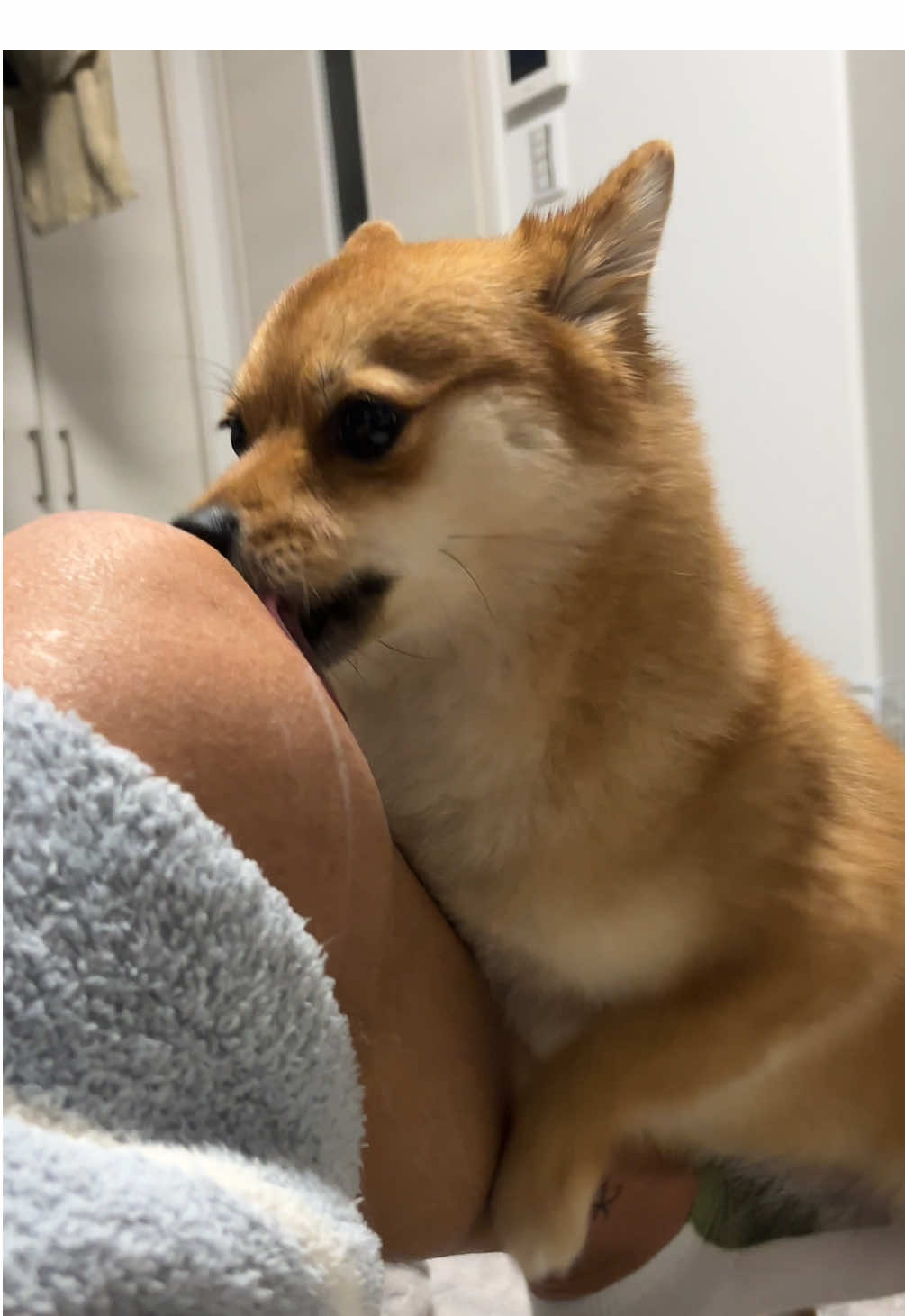 @🐶とん&ぺっぺこぺー🦊