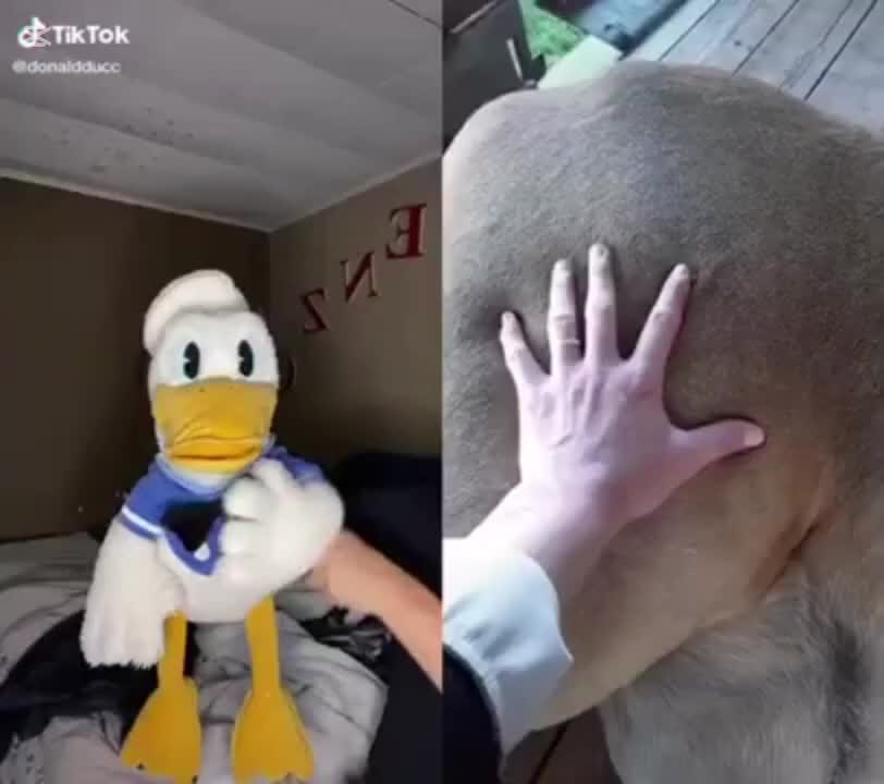 @DonaldDucc 🦆