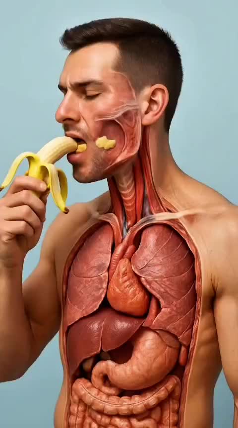 @Anatomy Inside