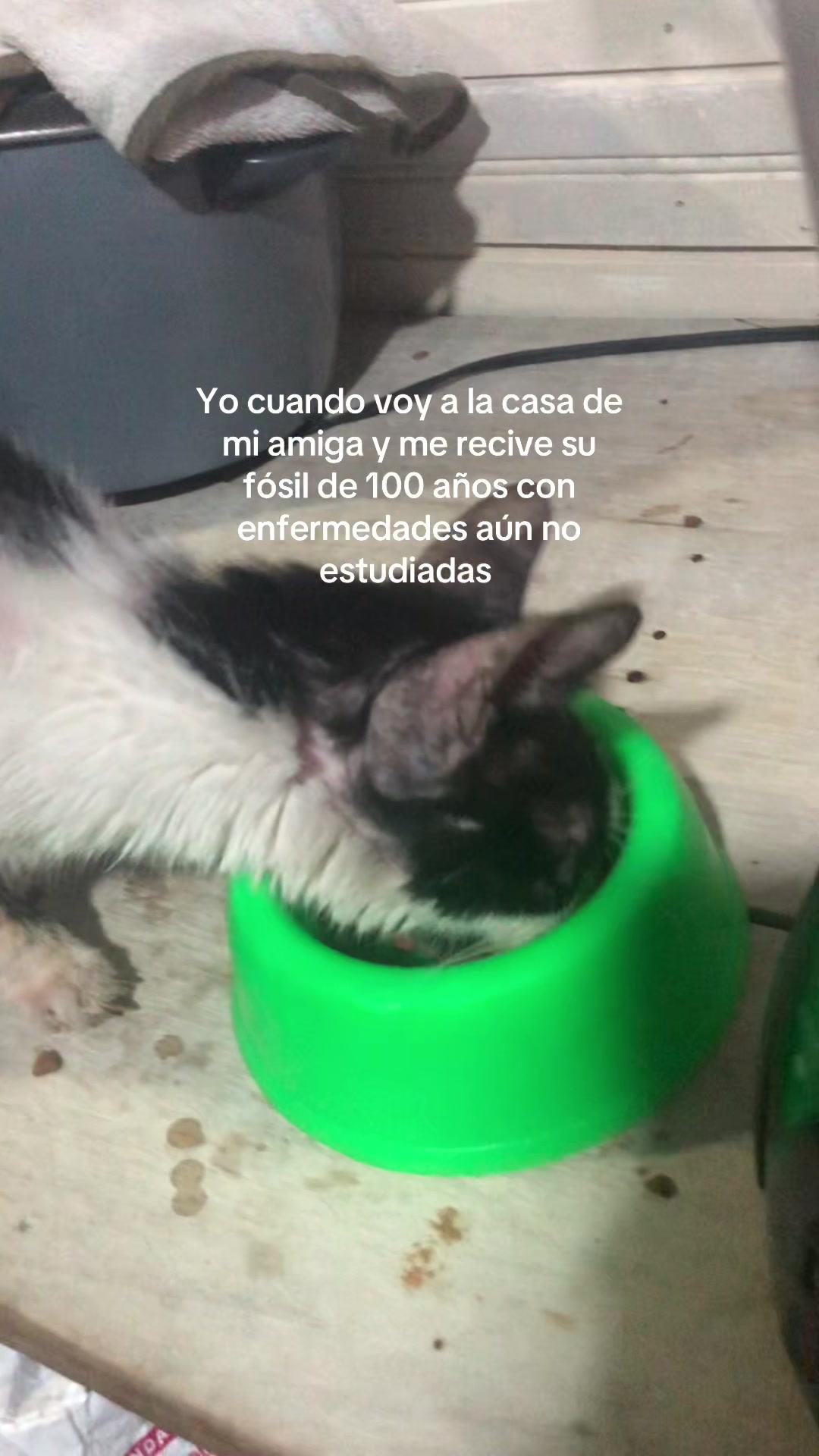 @corneer_