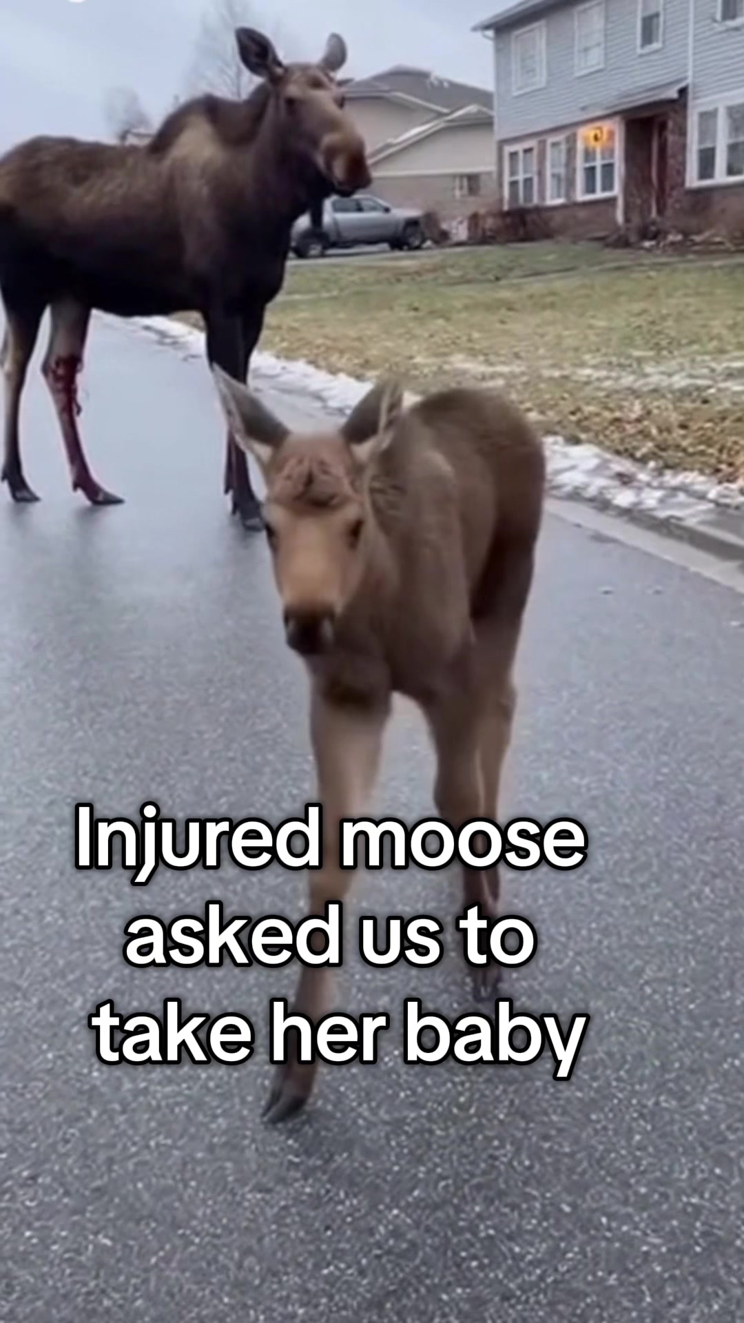 @AnimalWorld