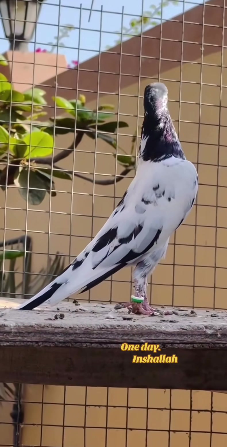 @Royal Birds 🕊️👑