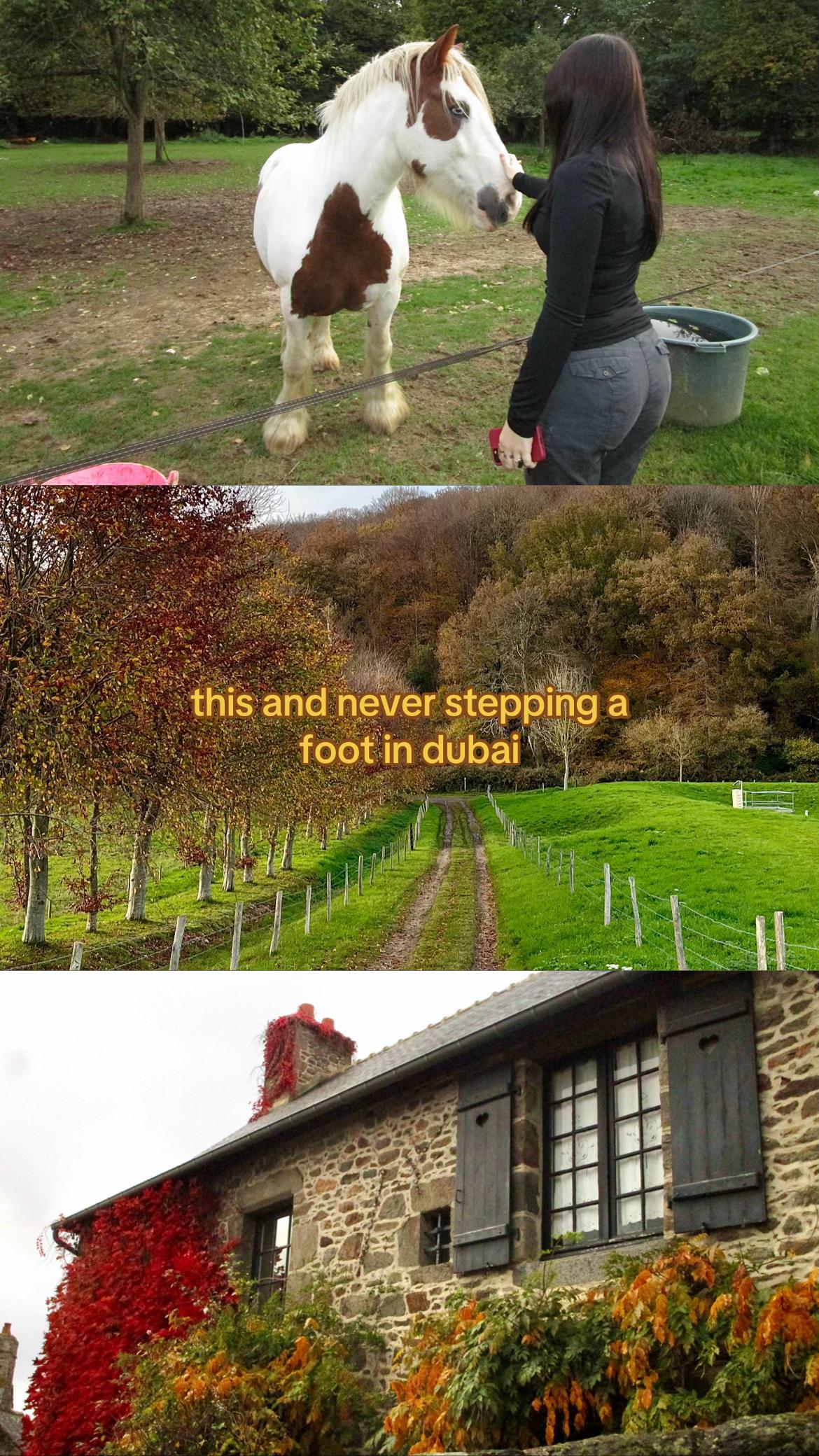 @⋆˚🐾˖°