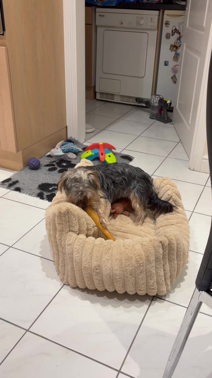 @Benjie the Yorkie