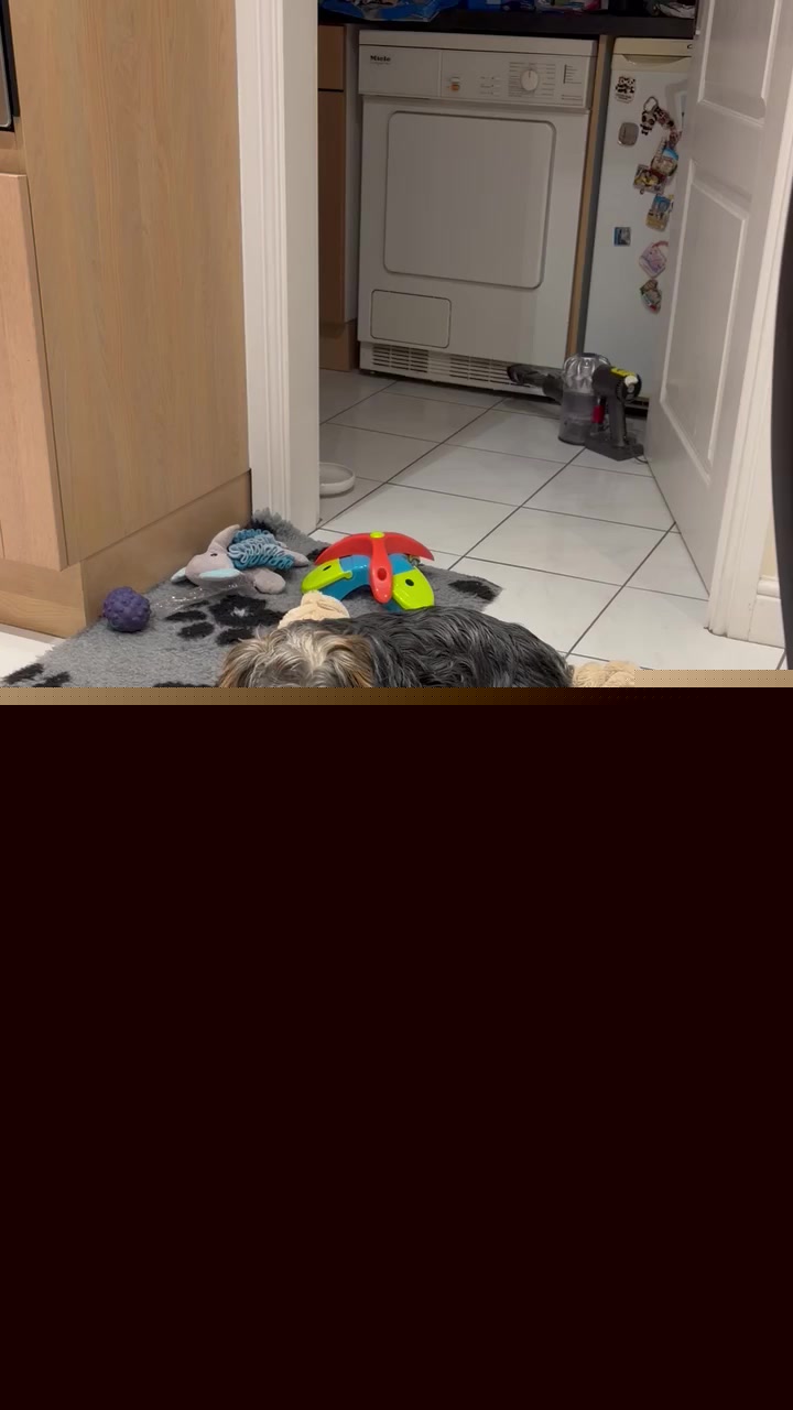 @Benjie the Yorkie