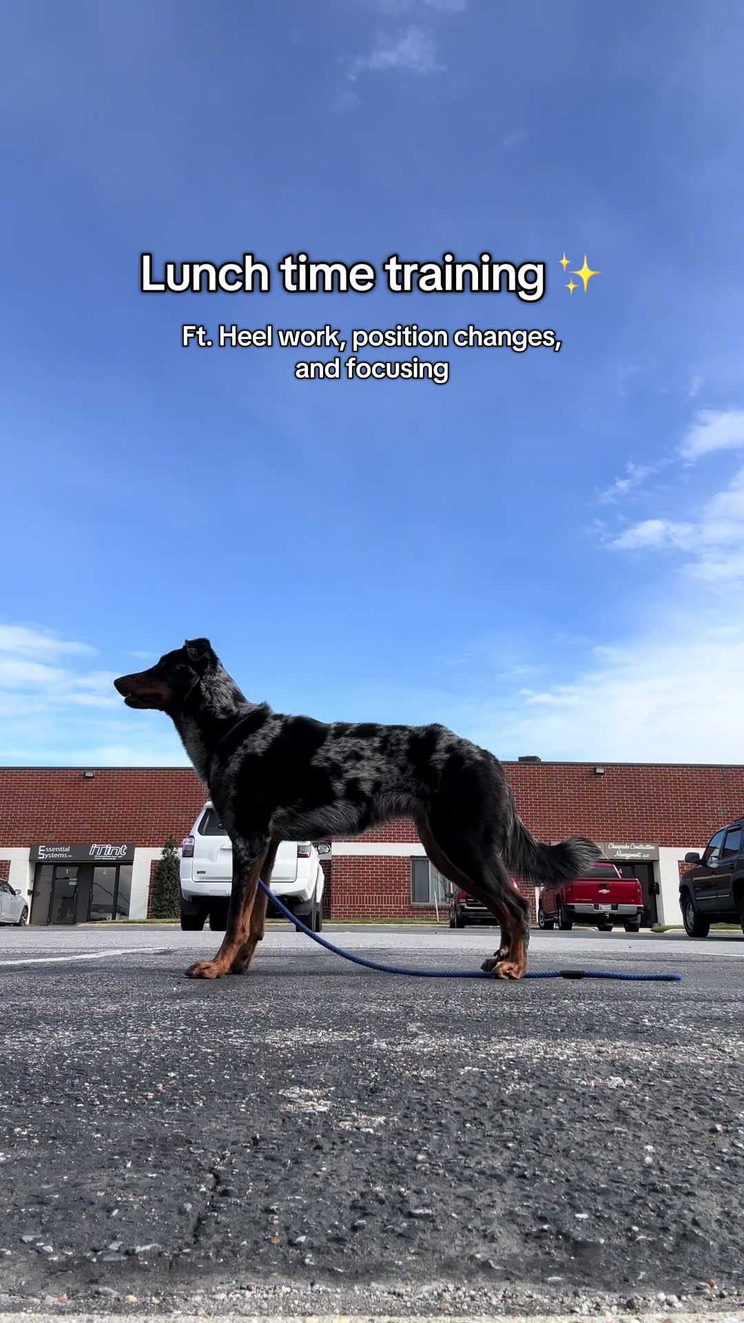 @valkyrie.the.beauceron