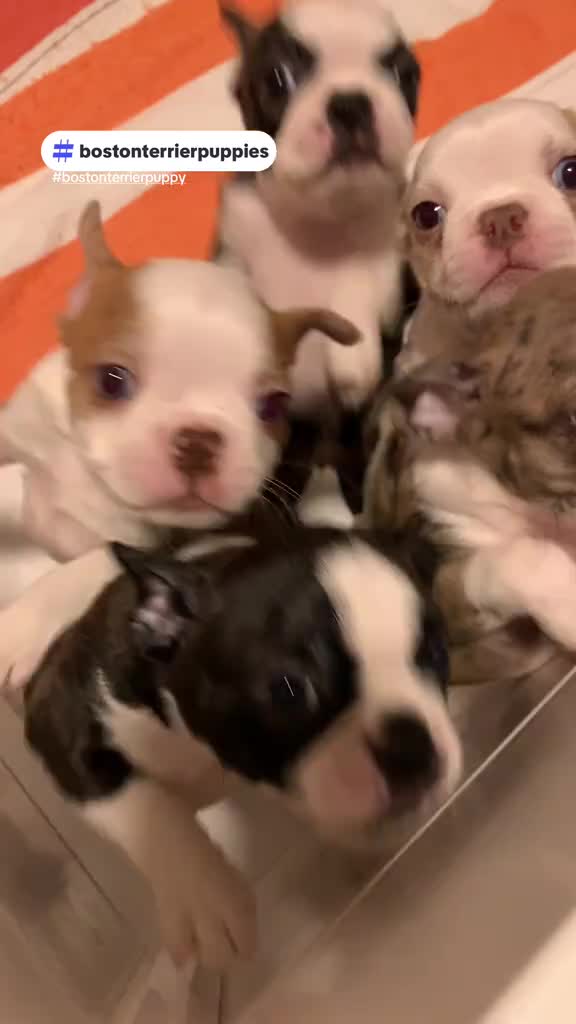 @Boston terrier puppies
