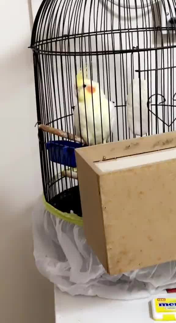 @Bixby the Budgie