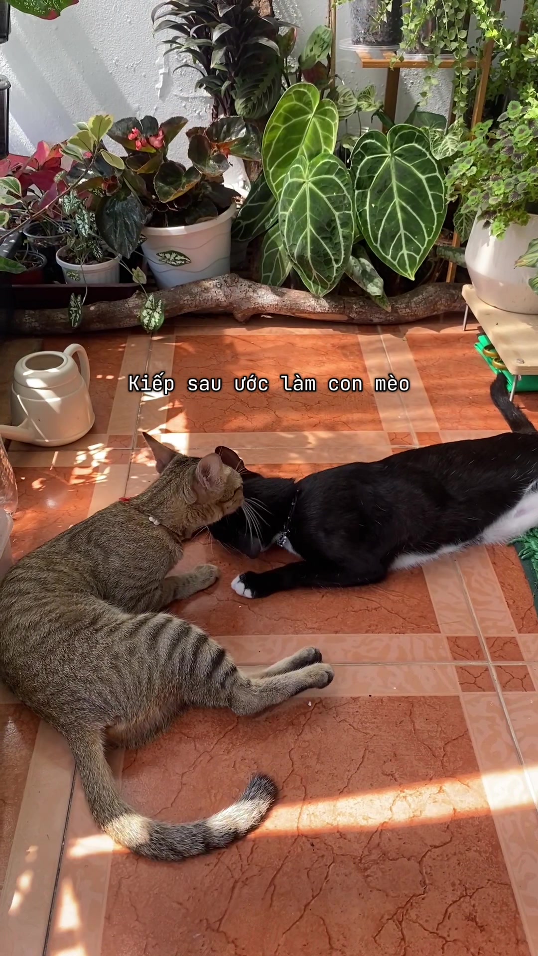 @C&acirc;y nhiều l&aacute; 🌿