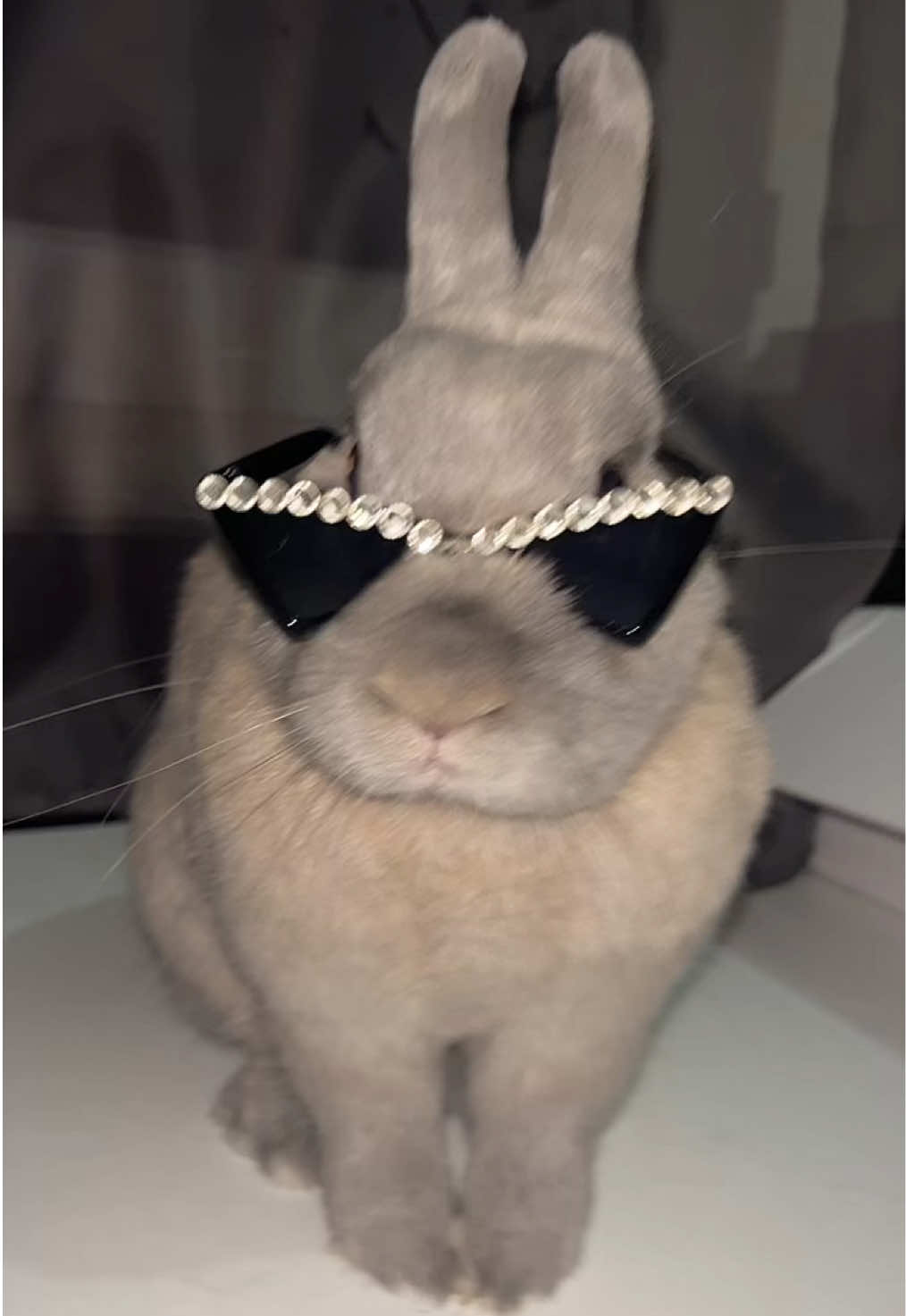 @PantoufleLapin