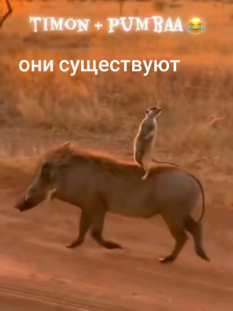 @Владимир