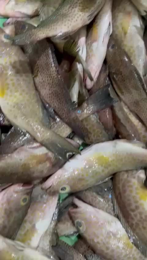 @مطعم القوز للأسماك.الدرب🧿