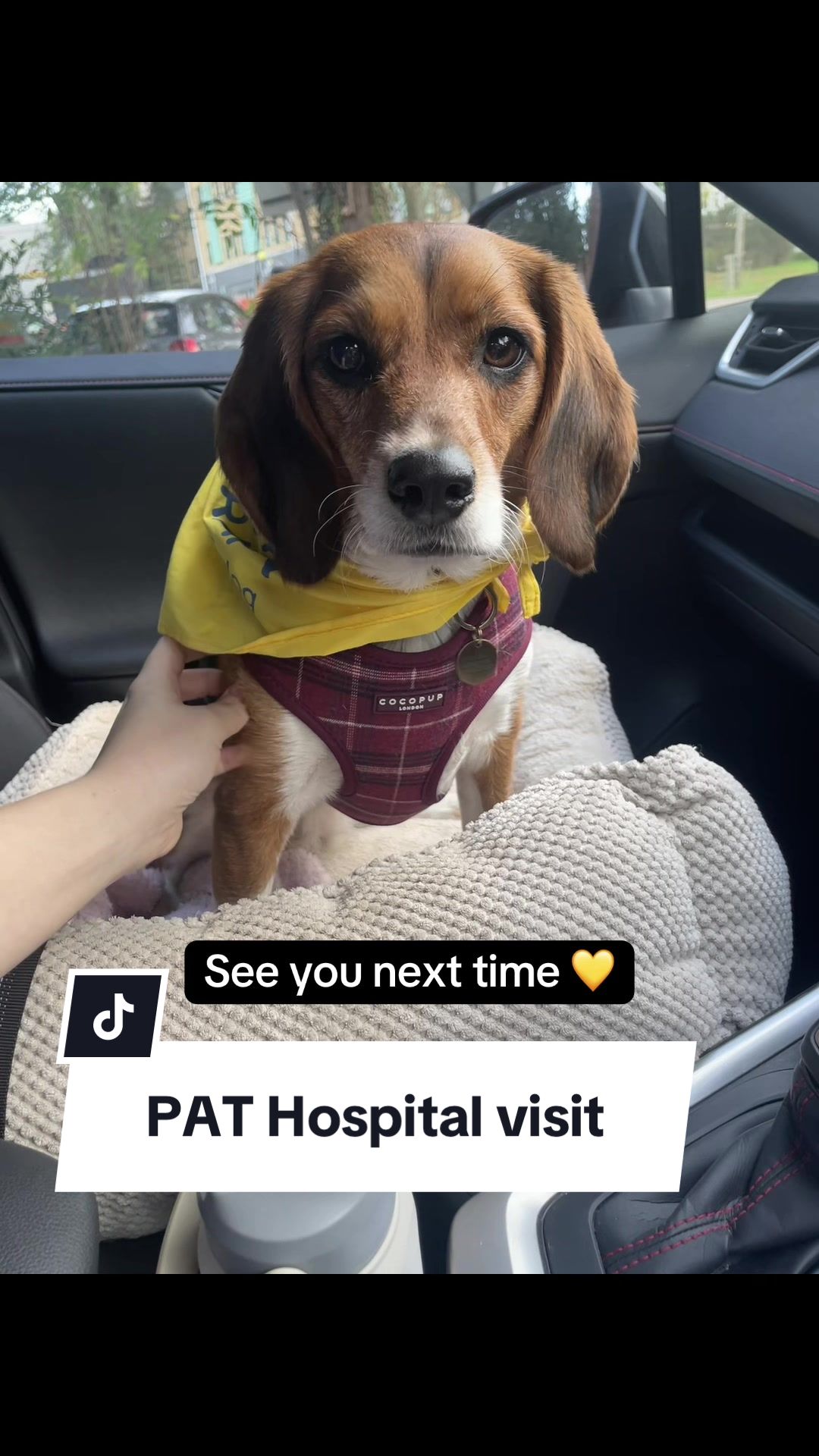 @Winnie the Therapy Dog 🐾✨