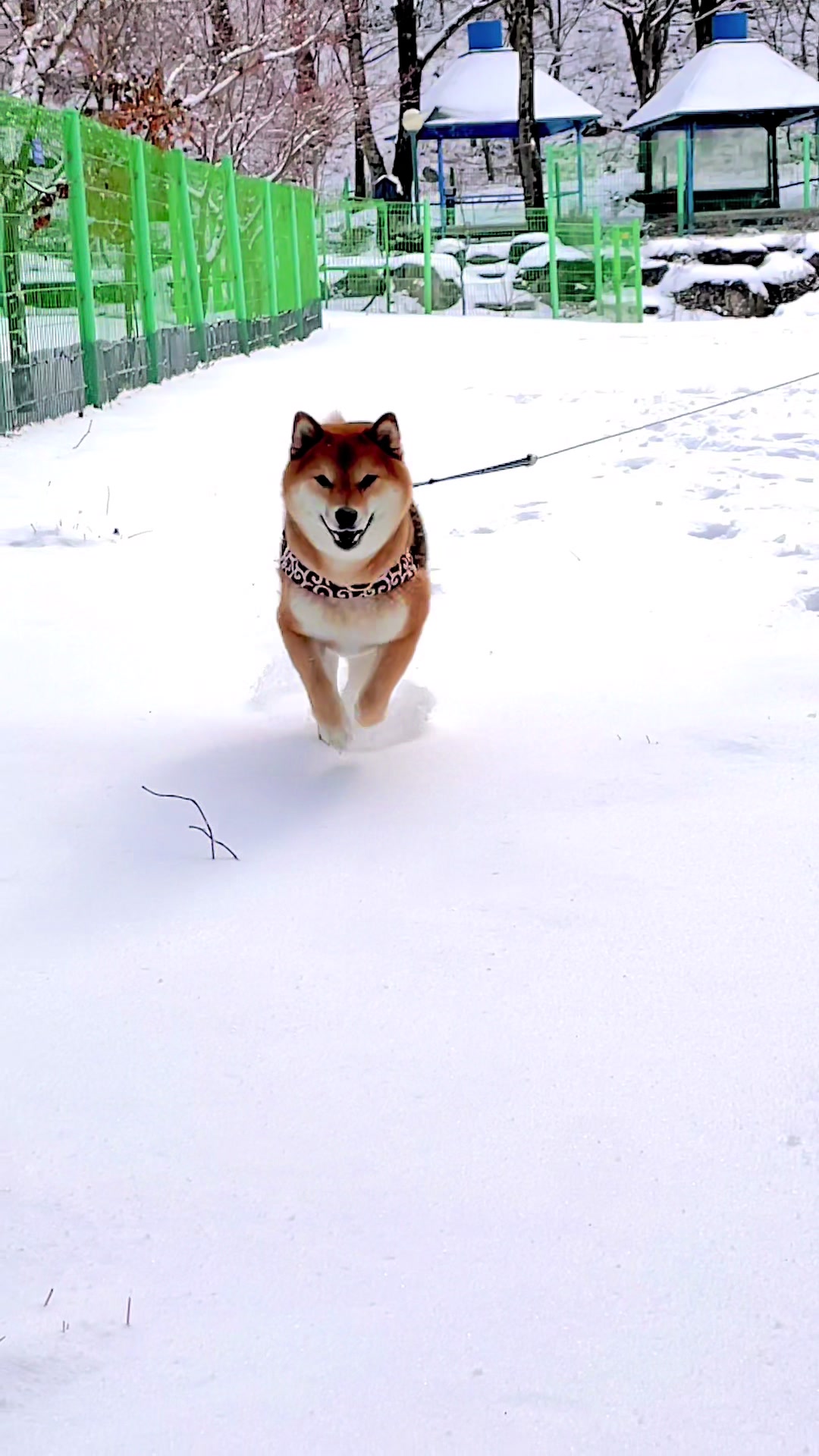 @틱톡하는시바🐕
