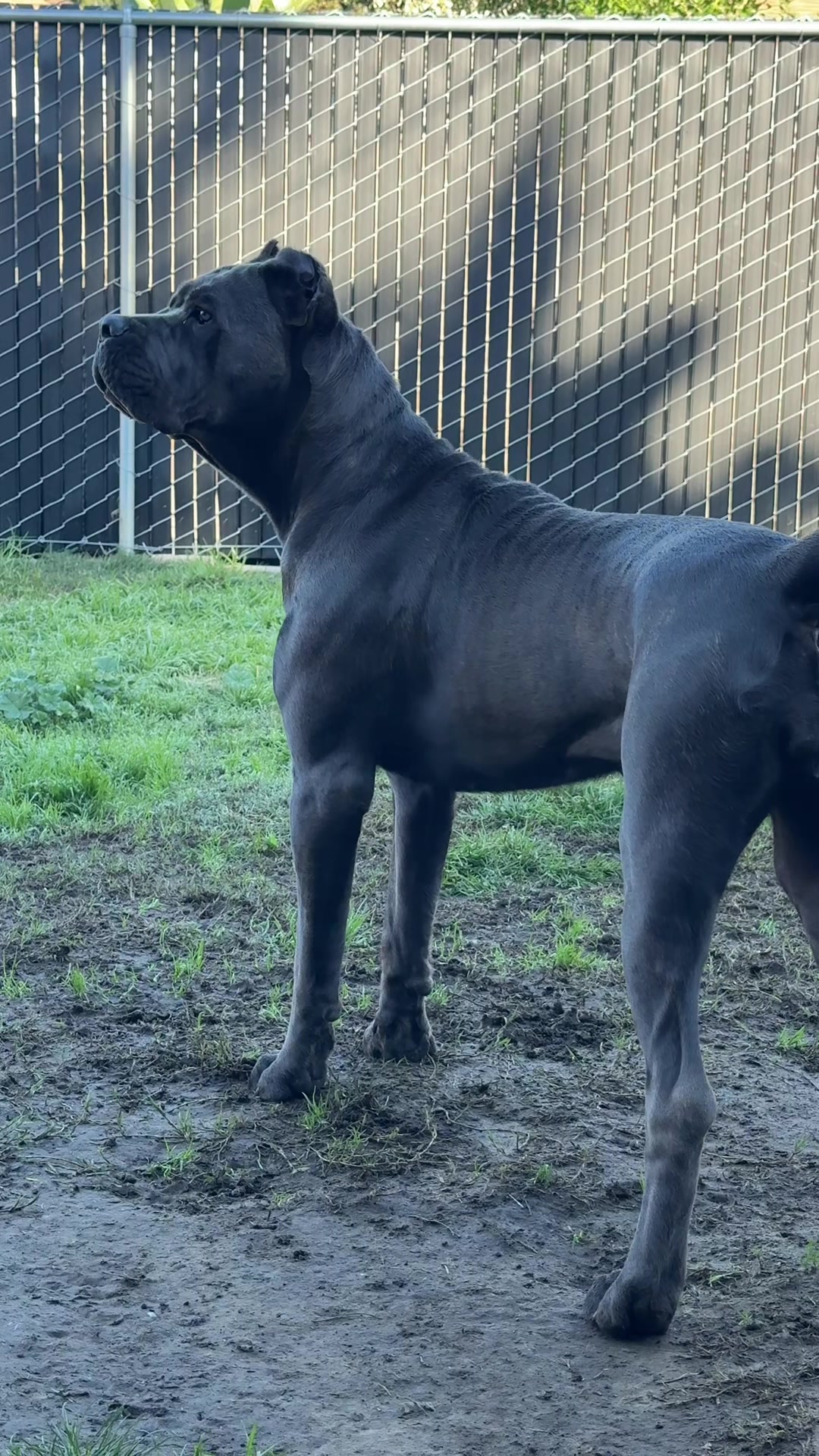 @noblepridecanecorso