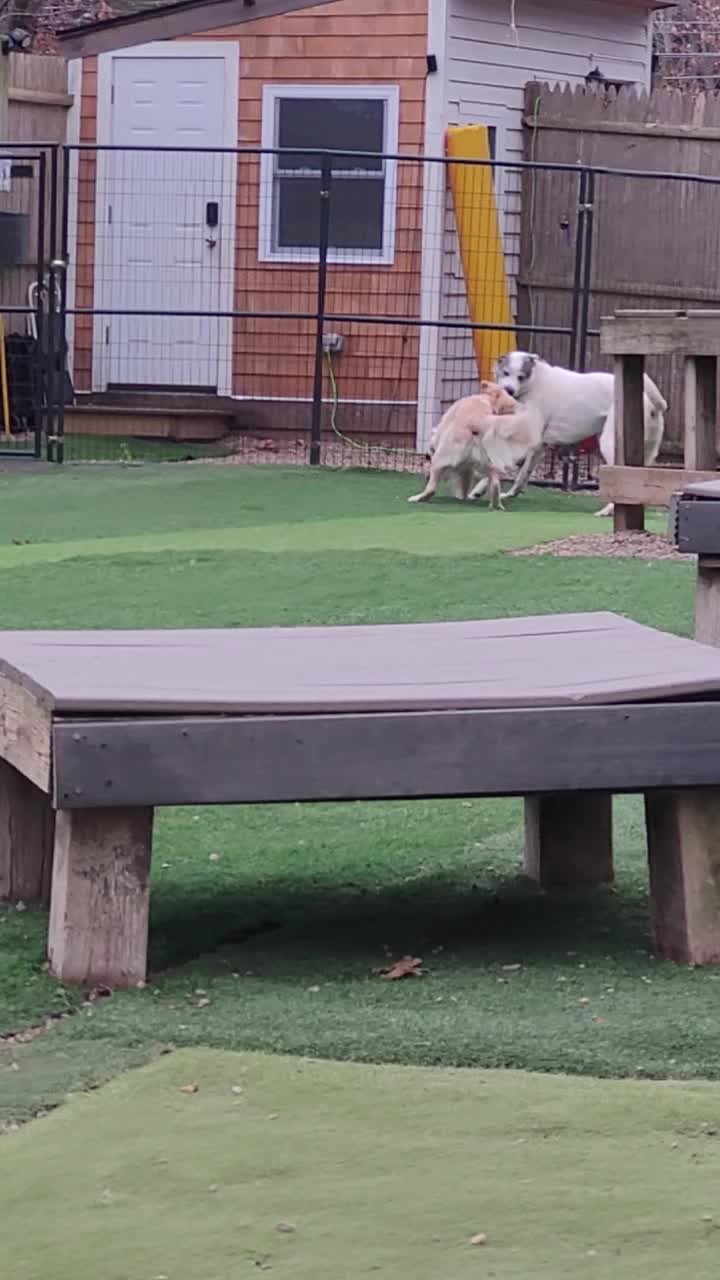 @Magicdogland.com