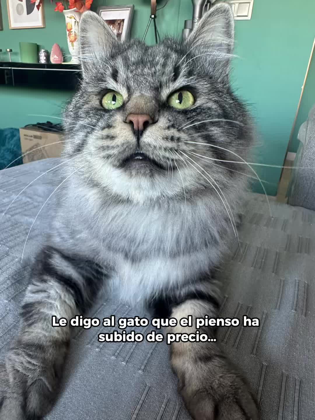 @Bobtopbarcelona
