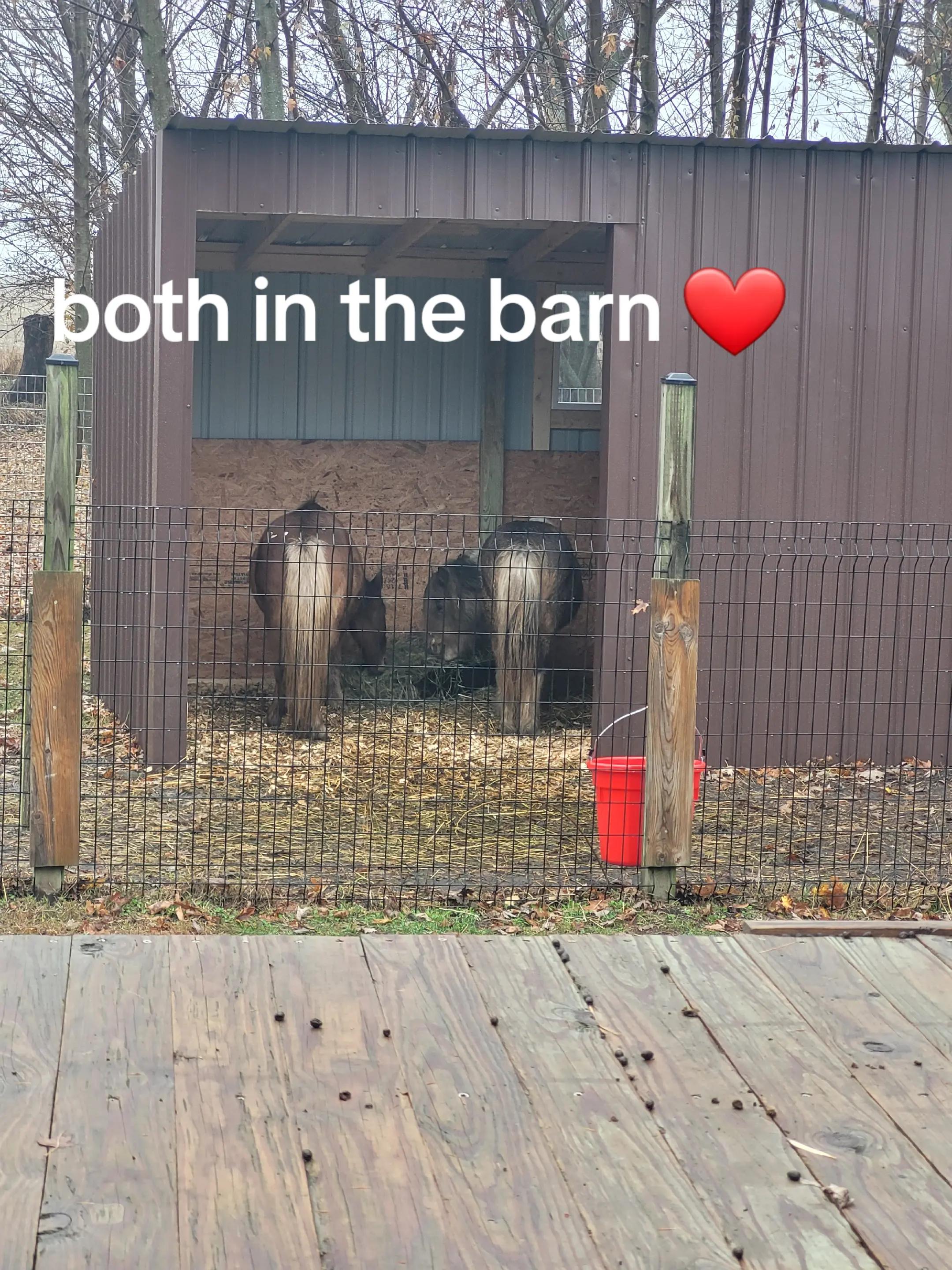 @Christy @ Poppy's Pigtopia🐷🐴