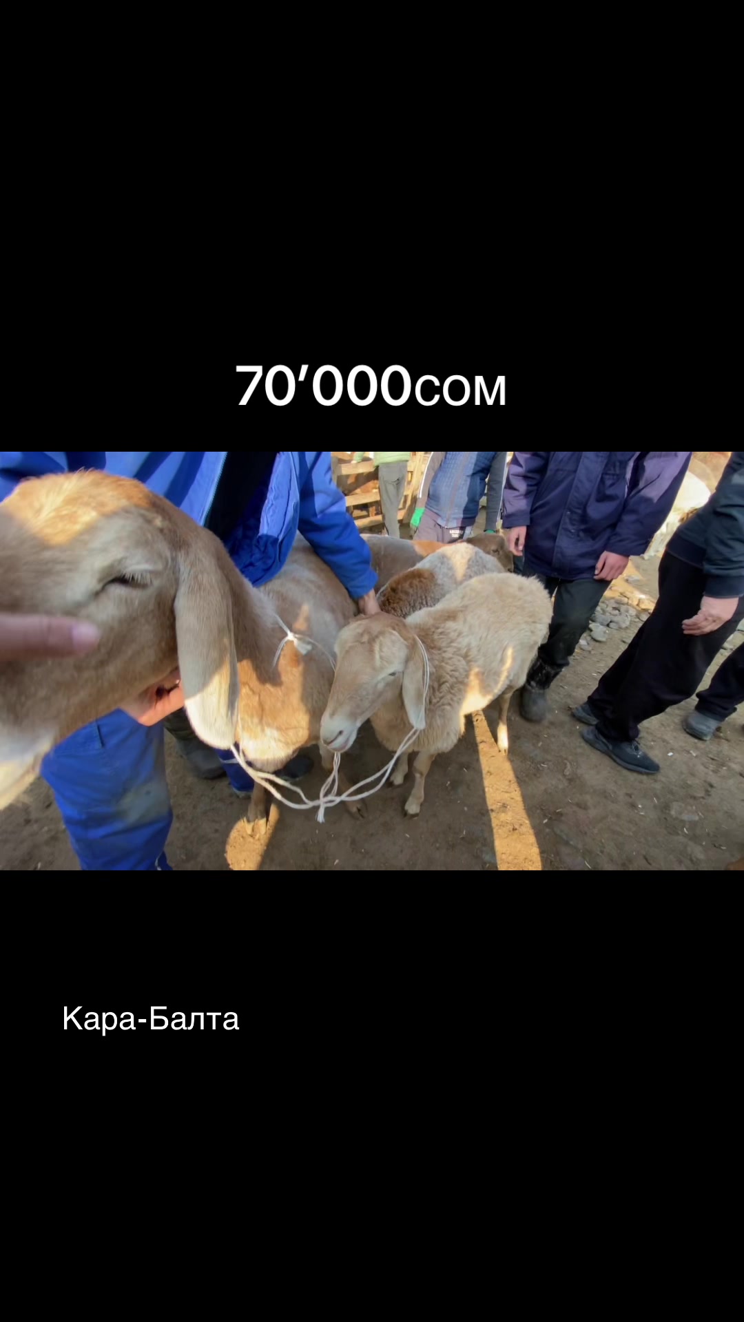 @malbazar_kb