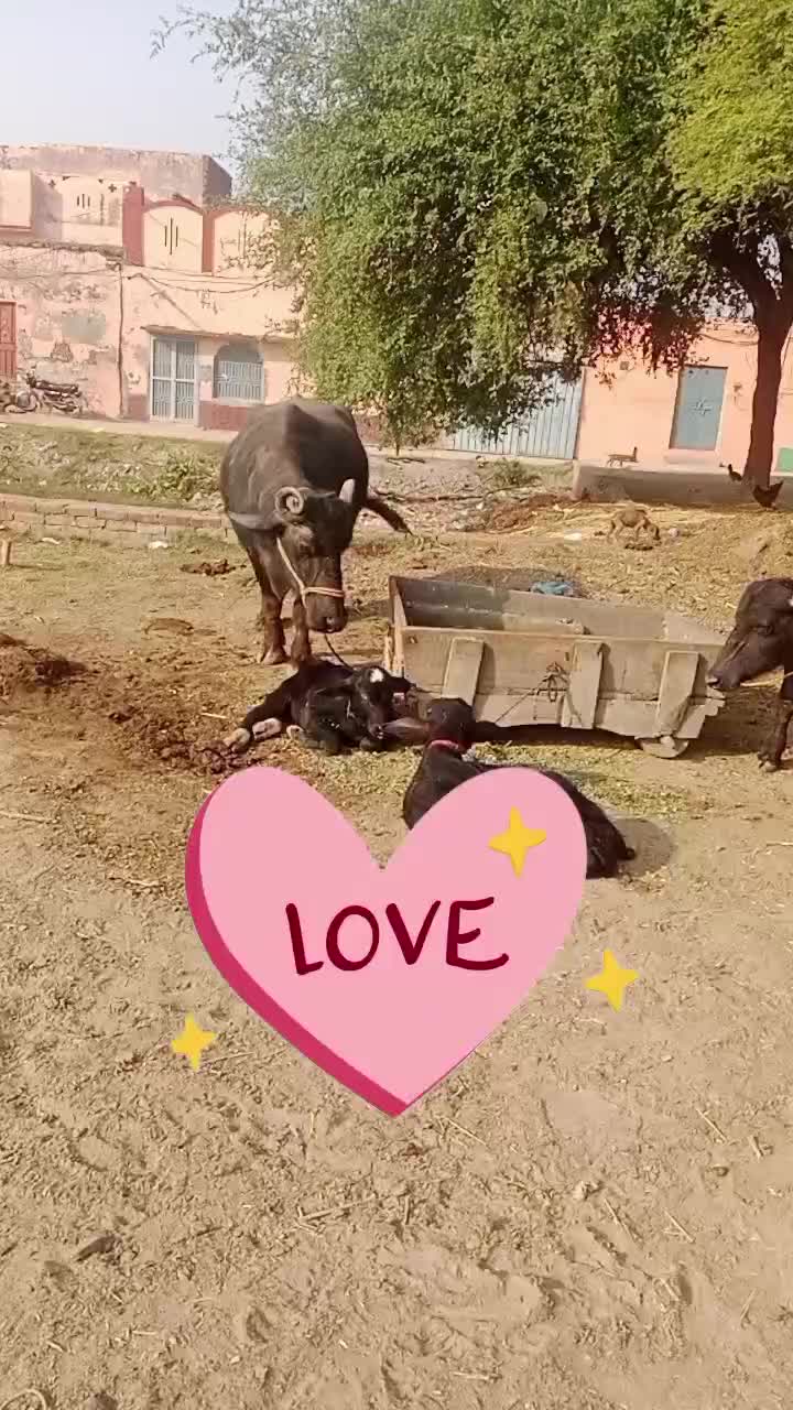 @yasirghumman47