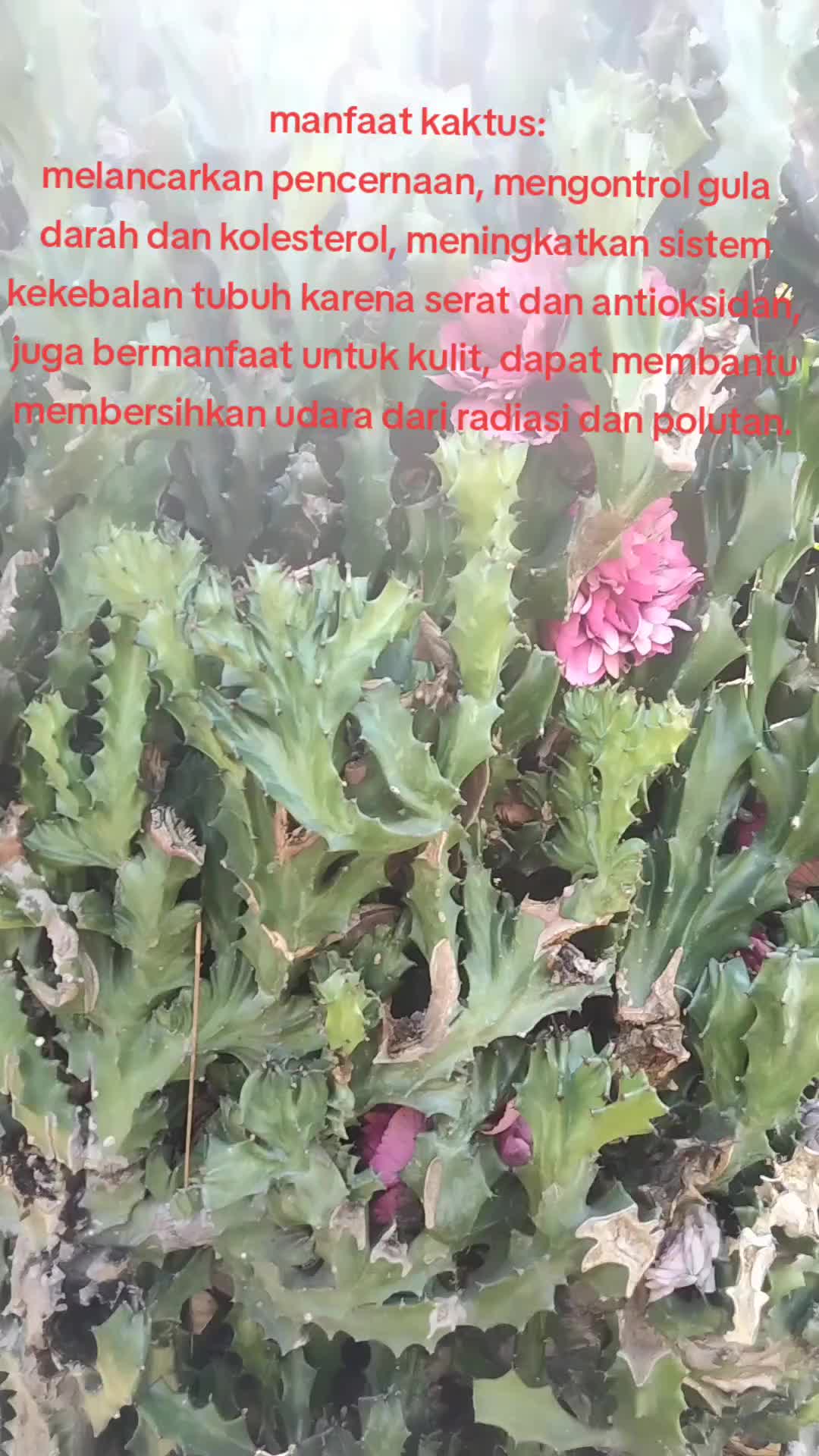 @reny glamur