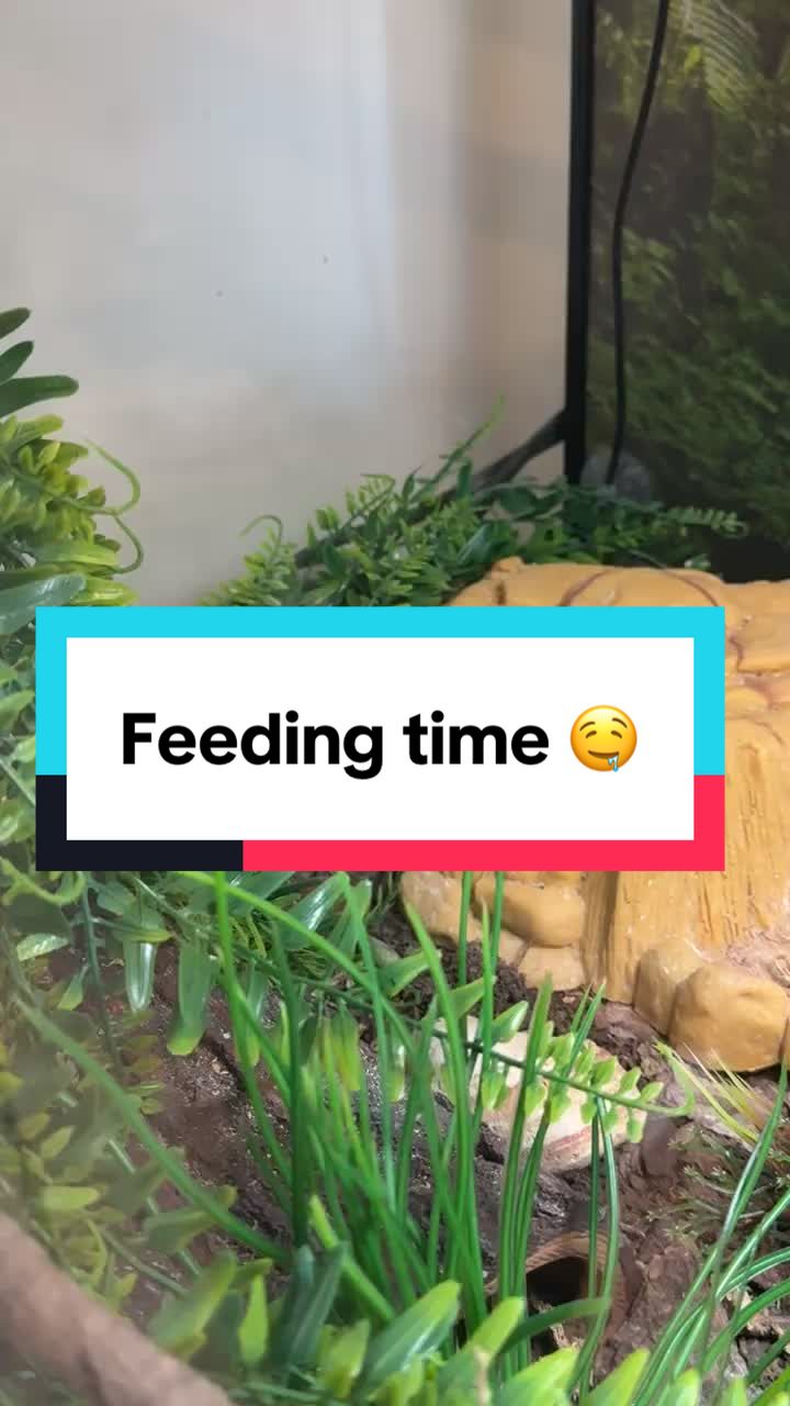 @kodi_1517