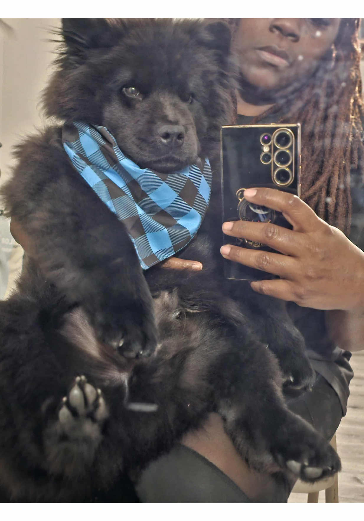 @Draivyn thee Chow Chow