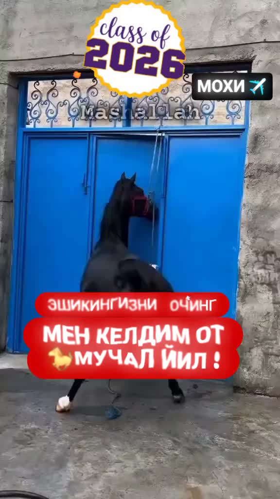 @Mirshod Safarov