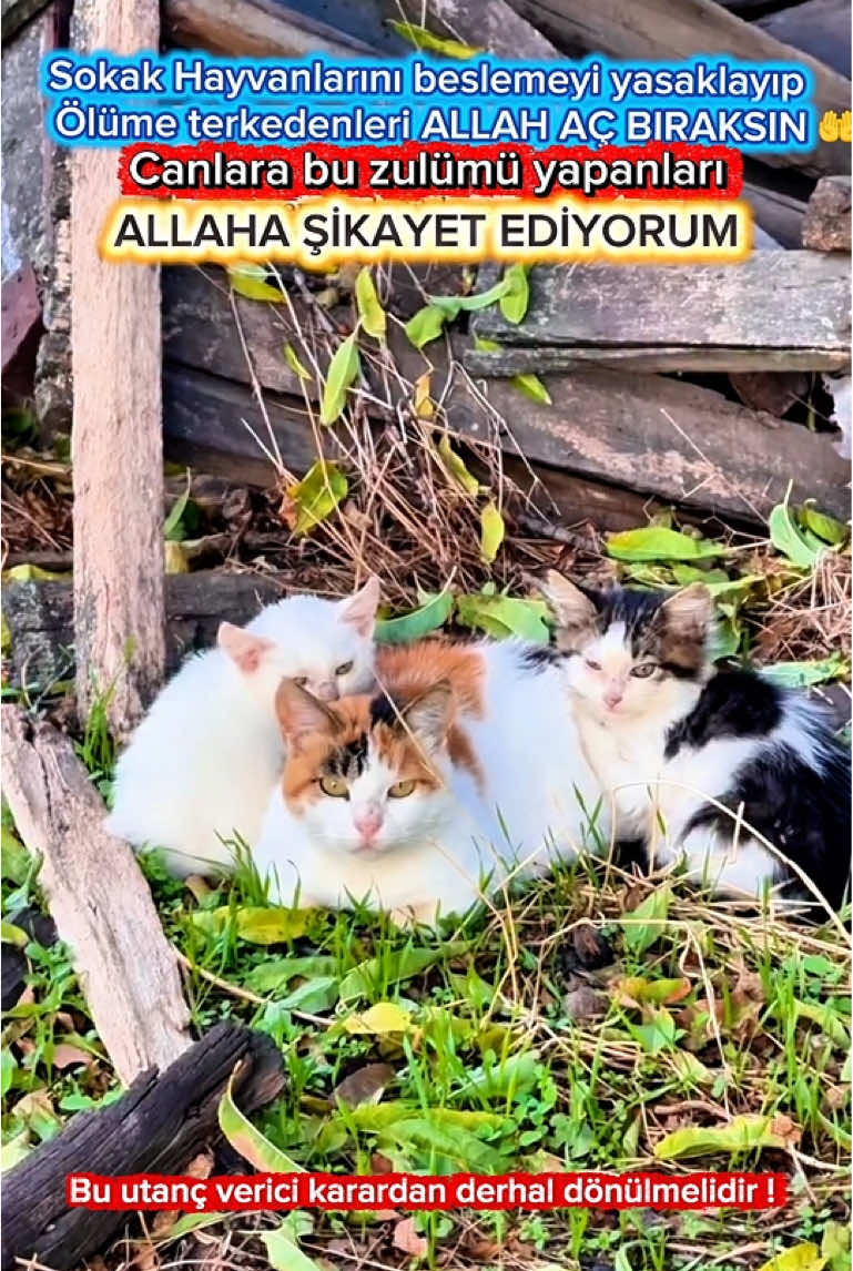 @Sinan Topaloğlu ( Sinan M&uuml;zik)