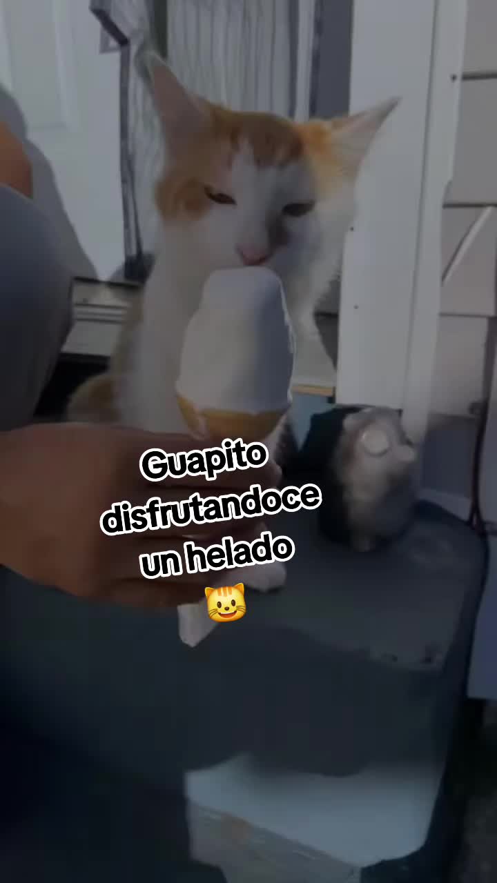 @gulivercarrada