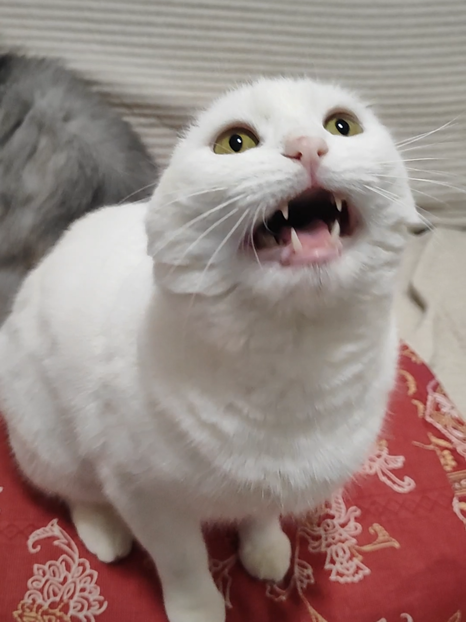 @Fluffy - the persian cat