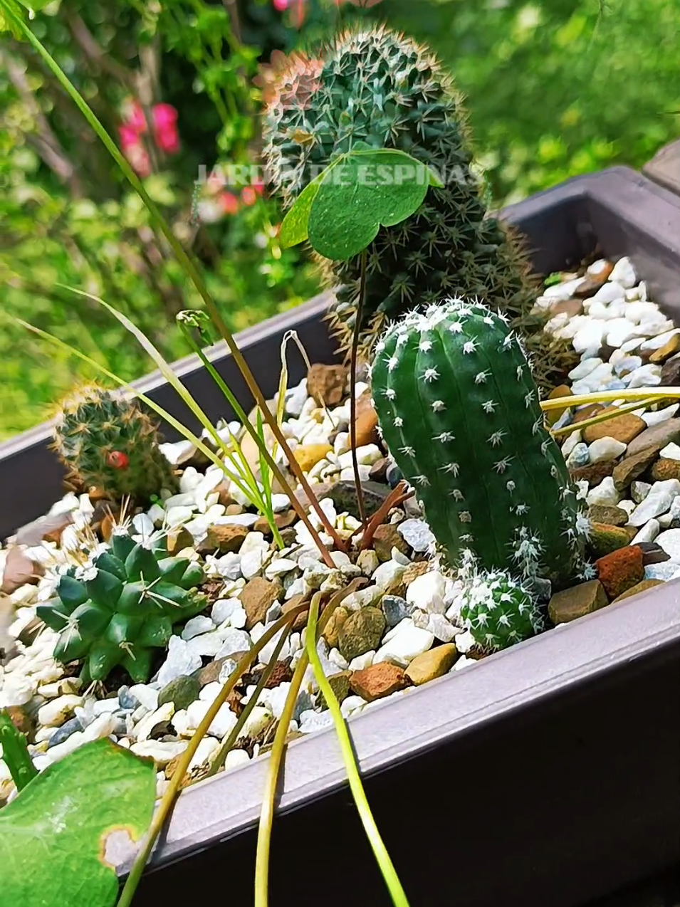 @CACTUS JARDIN DE ESPINAS