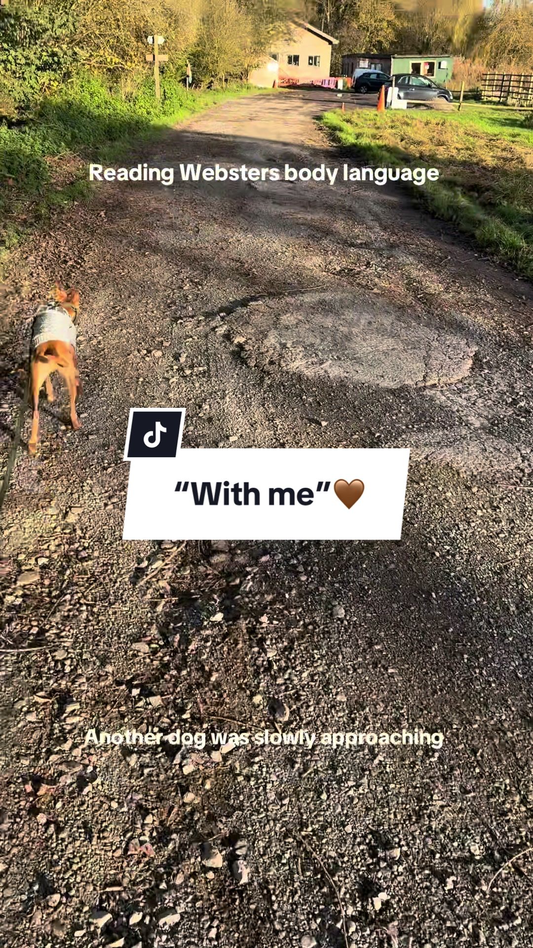 @Sam and her whippet