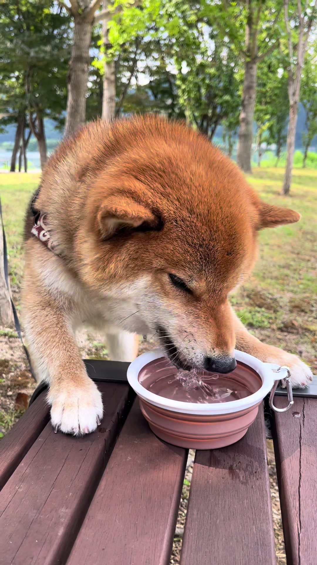 @틱톡하는시바🐕