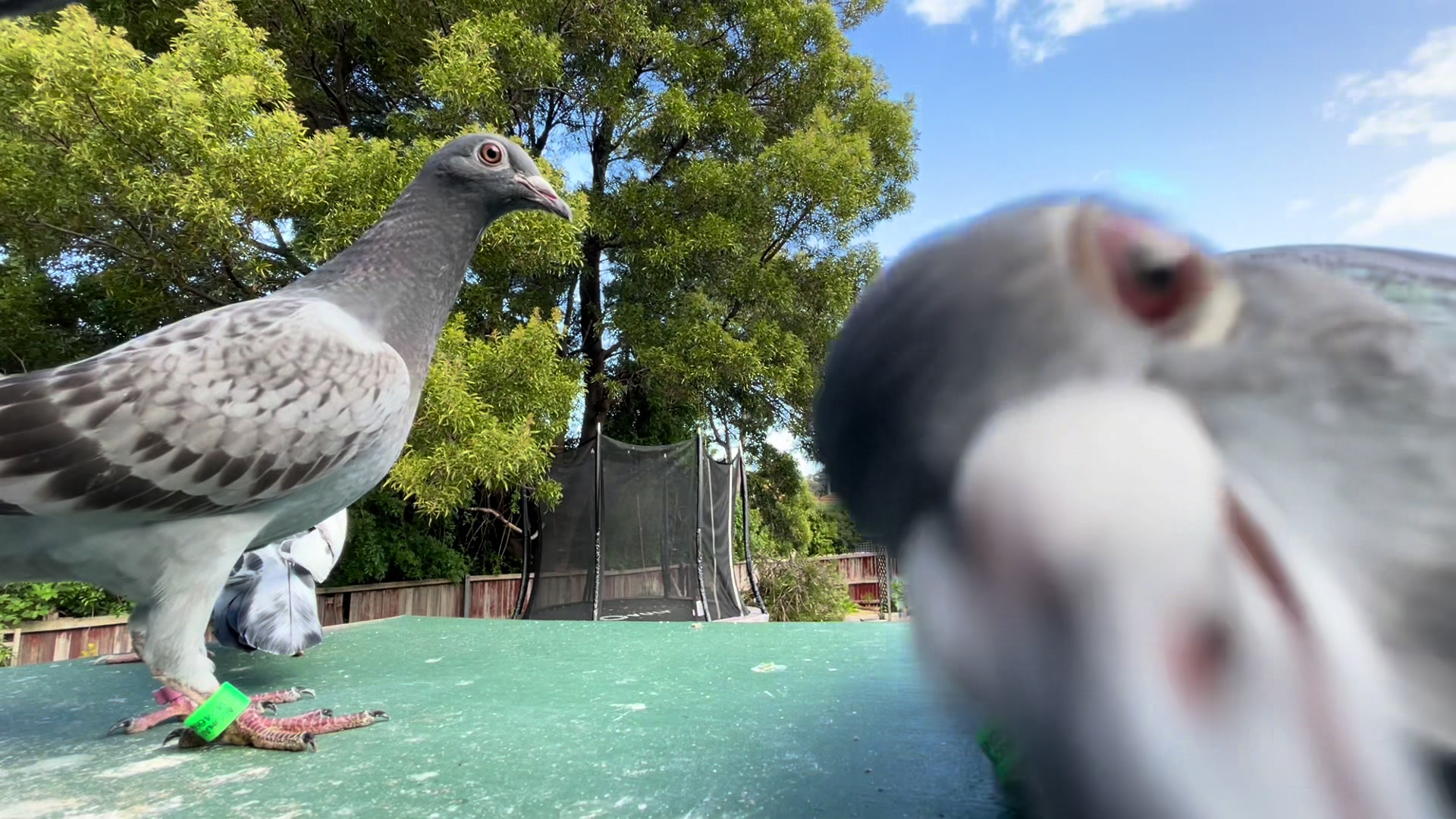 @thenewpigeonbloke