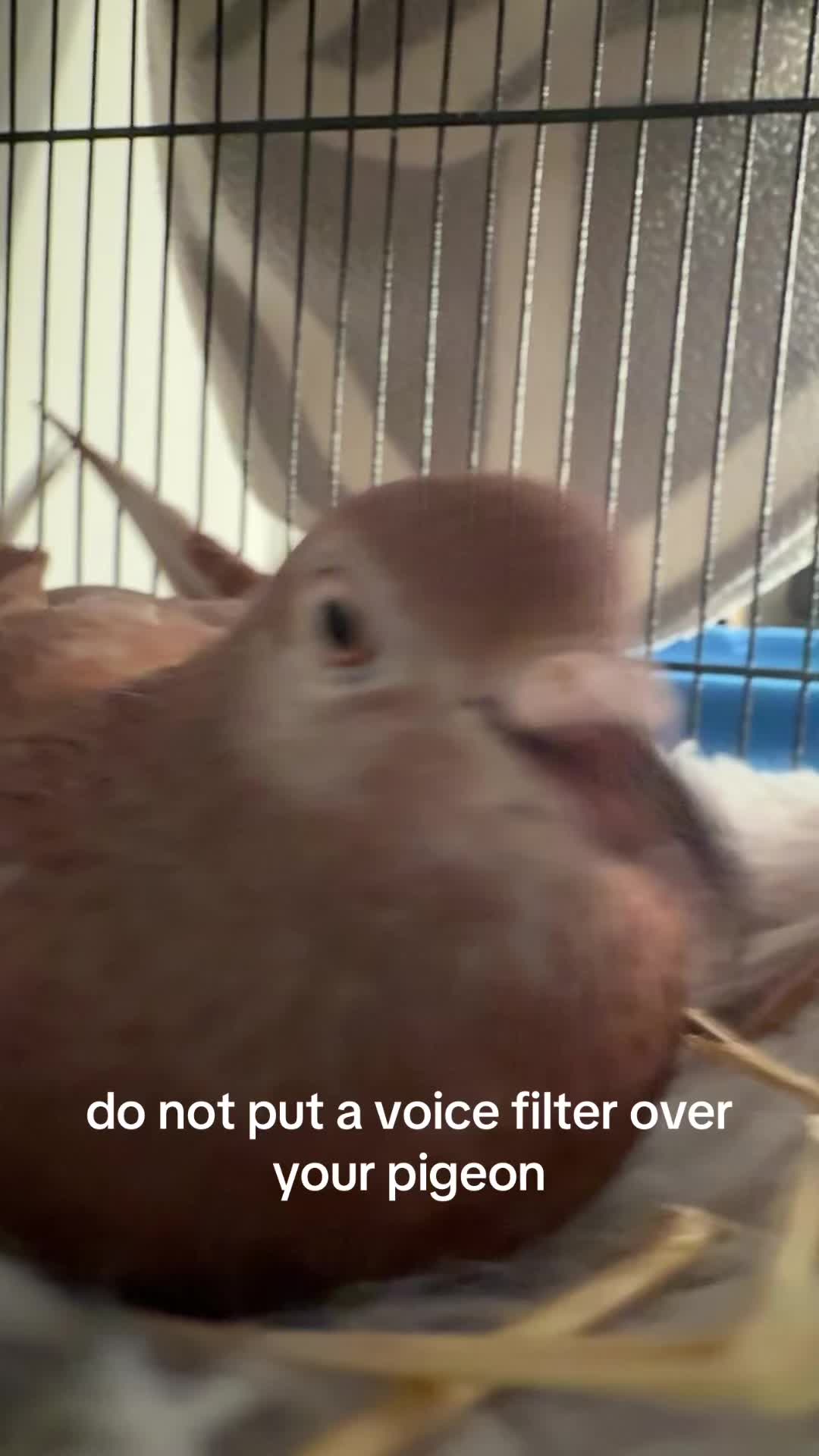 @hugeglorp
