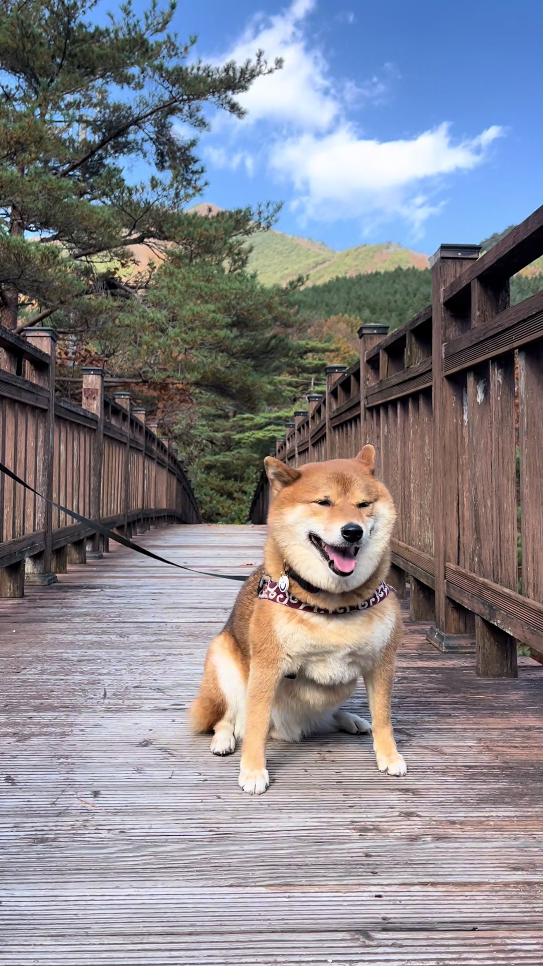 @틱톡하는시바🐕