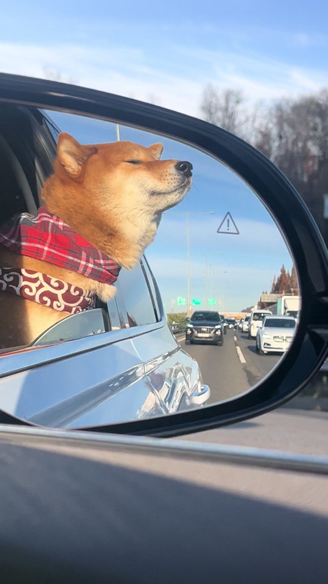 @틱톡하는시바🐕