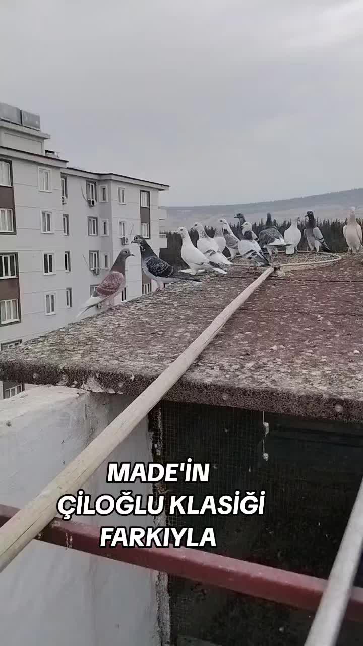 @&Ccedil;İLOĞLU KLASİĞİ