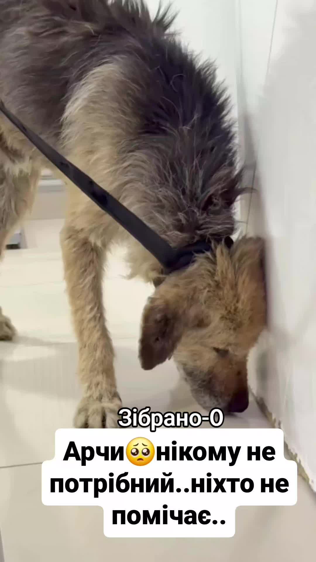 @animal